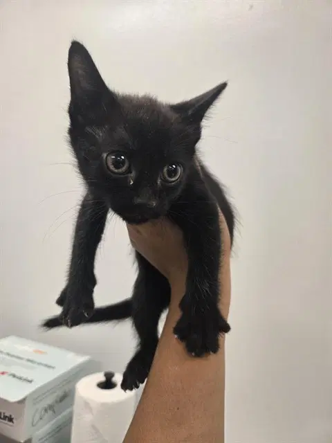 Void - Domestic Short Hair