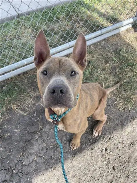 Jack Aka Charlie - American Staffordshire Terrier