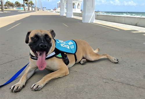 HOWDIE, a dog for adoption from City of Corpus Christi Animal Care