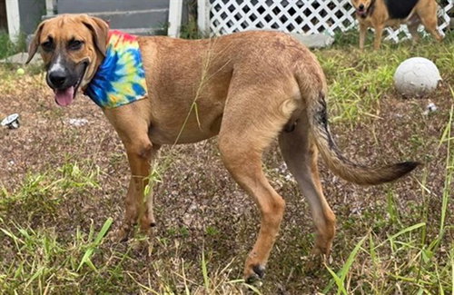 ANDREW, a dog for adoption from City of Corpus Christi Animal Care