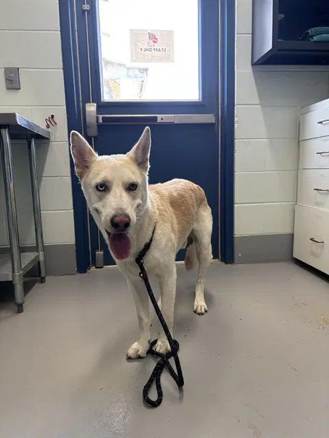Delgado - Husky
