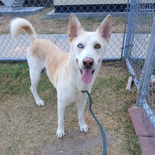 DELGADO, a dog for adoption from City of Corpus Christi Animal Care
