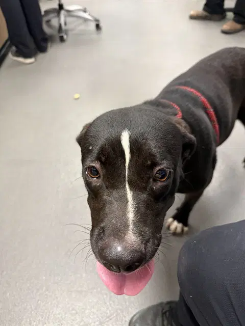 West - American Pit Bull Terrier