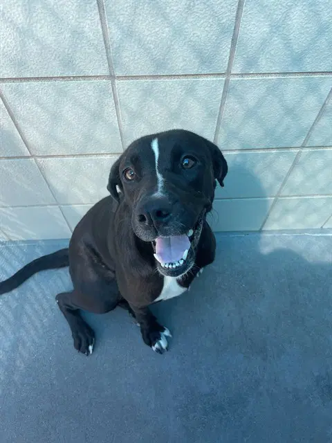 West - American Pit Bull Terrier