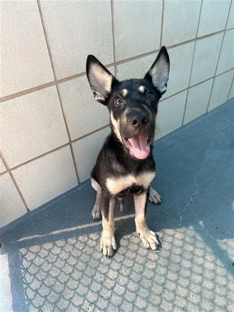 Pacman - German Shepherd Dog