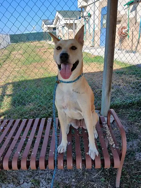 Guera - Husky