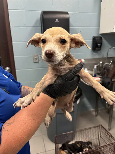 Eevee - Chihuahua