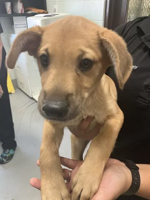 Wasabi - German Shepherd Dog