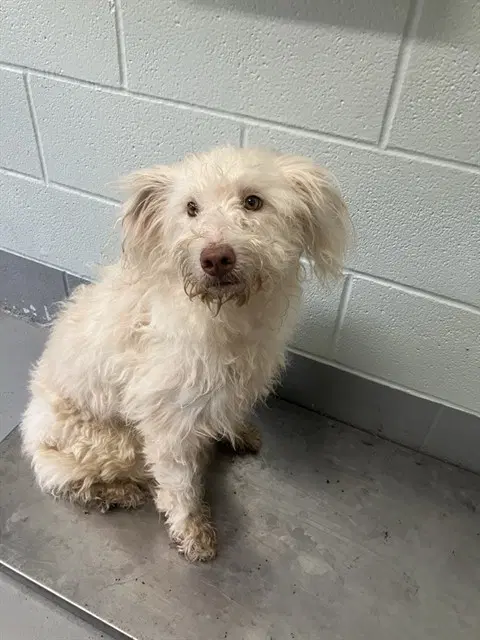 Margarita - Poodle (Standard)