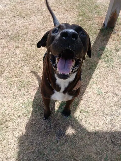 Hector - American Pit Bull Terrier