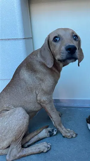 Osaka - Mastiff