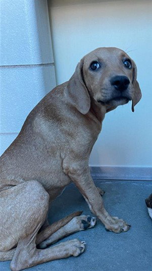 OSAKA, a dog for adoption from City of Corpus Christi Animal Care