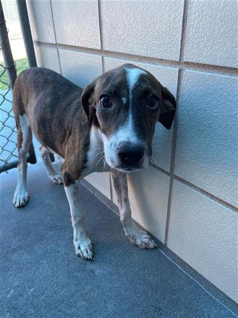 KYOTO, a dog for adoption from City of Corpus Christi Animal Care