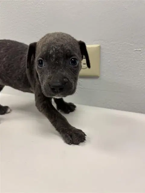 Aurora - Labrador Retriever