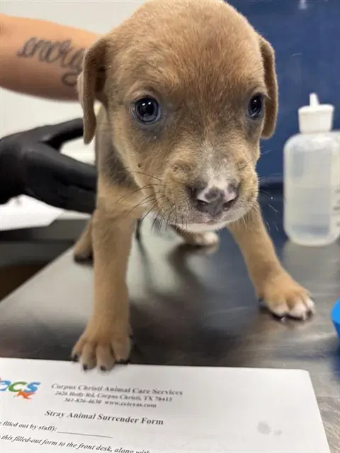 Mirabel - Labrador Retriever