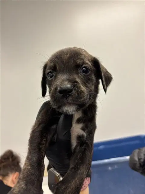 Mahi - Labrador Retriever