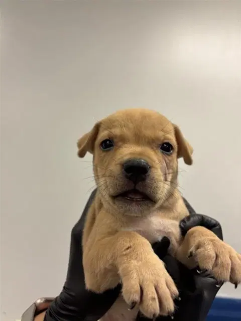 Lumiere - Labrador Retriever