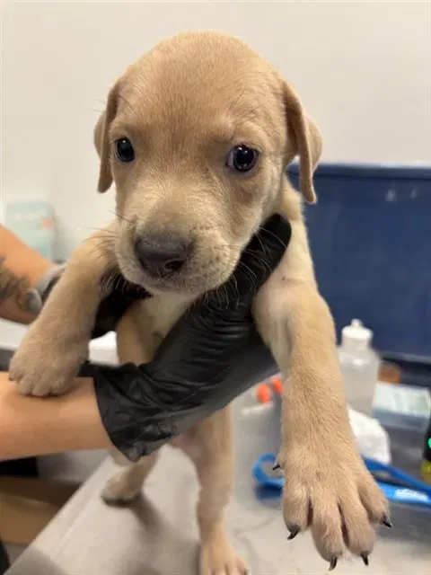 Cogsworth - Labrador Retriever