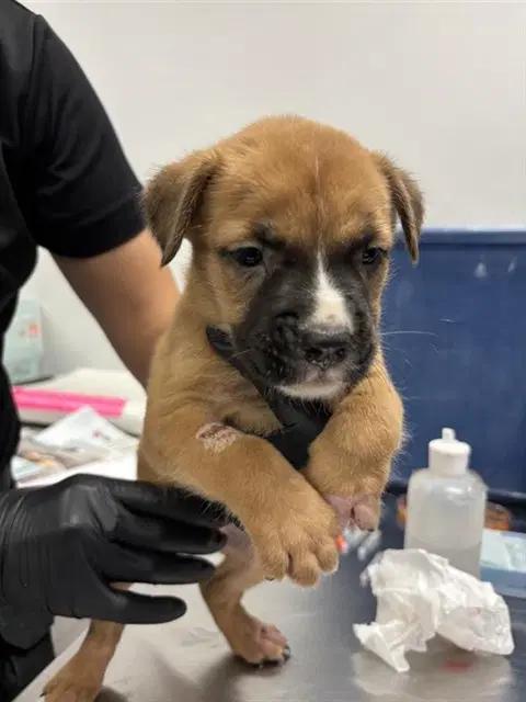 Timon - Labrador Retriever