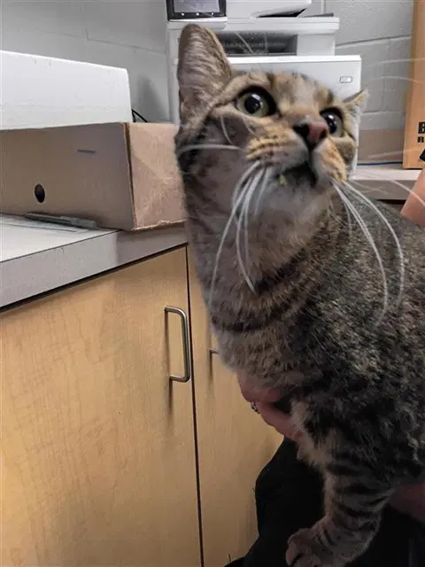 Tom - Domestic Short Hair