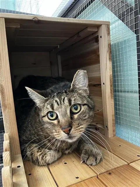 Tom - Domestic Short Hair