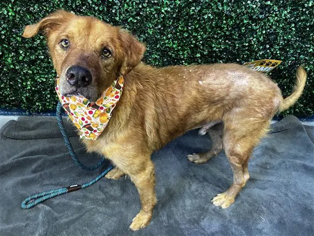 Caesar - Golden Retriever