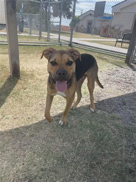 Xen - Boxer
