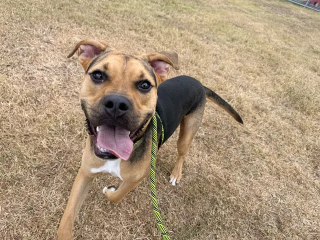 Xen - Boxer