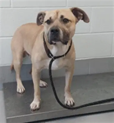 Honey Butter Biscuitt - American Pit Bull Terrier