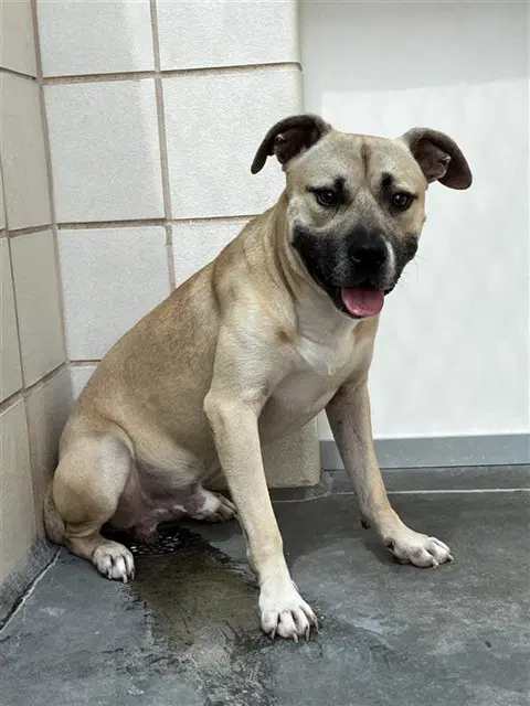 Honey Butter Biscuitt - American Pit Bull Terrier