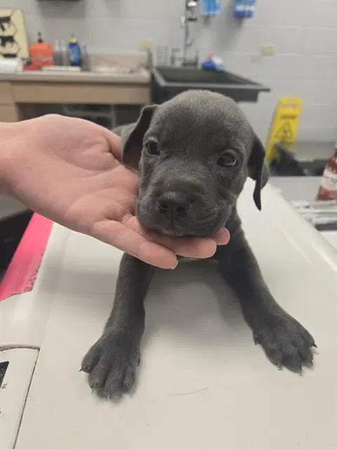 Roosevelt - American Pit Bull Terrier