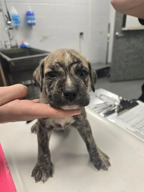 Eisenhower - American Pit Bull Terrier