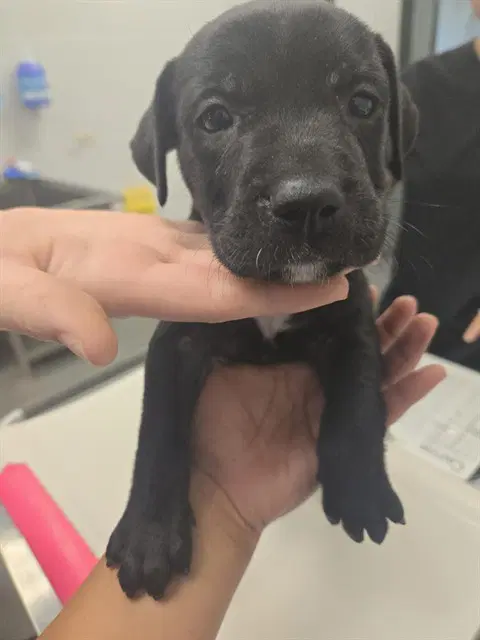 Washington - American Pit Bull Terrier
