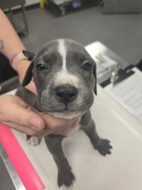 Carter - American Pit Bull Terrier