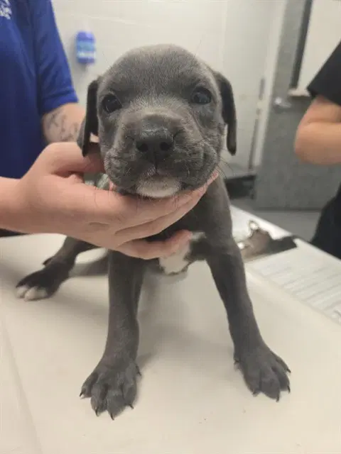 Quincy - American Pit Bull Terrier