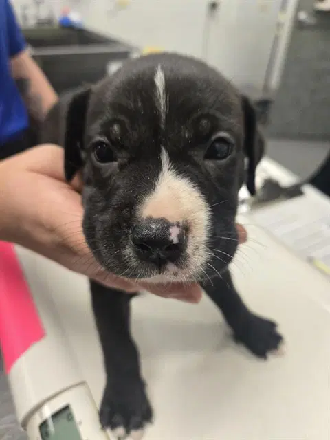 Madison - American Pit Bull Terrier