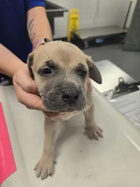 Obama - American Pit Bull Terrier