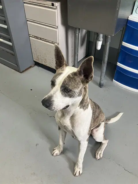 Blue - American Pit Bull Terrier
