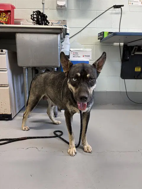 Carolina - German Shepherd Dog