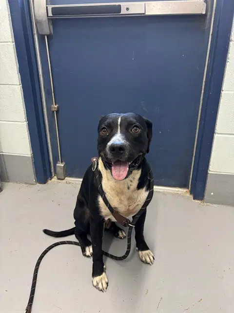 Dakota - American Pit Bull Terrier