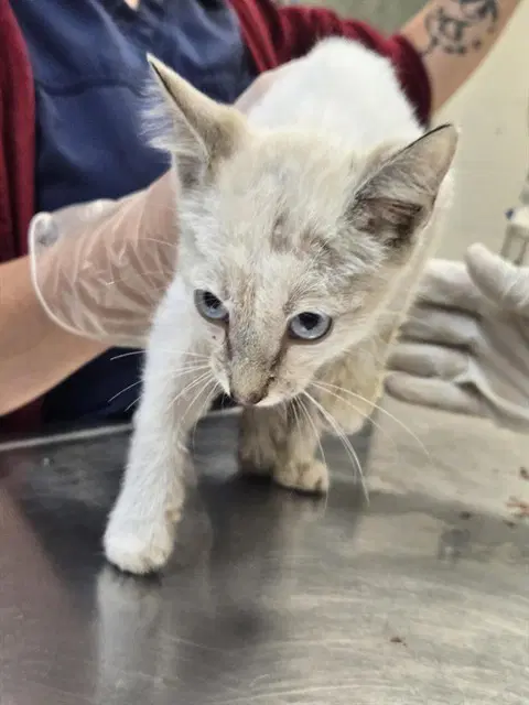 Simon - Domestic Short Hair
