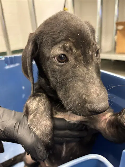 Radish - Labrador Retriever