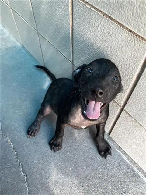 Onion - Labrador Retriever