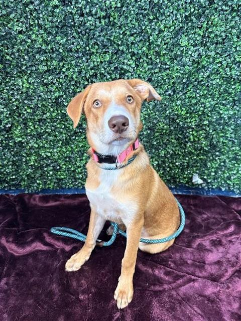 CARVER, a dog for adoption from City of Corpus Christi Animal Care