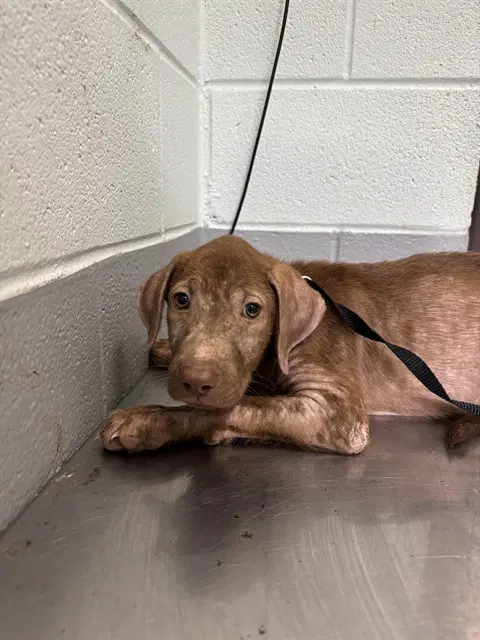 Pretzel - Labrador Retriever