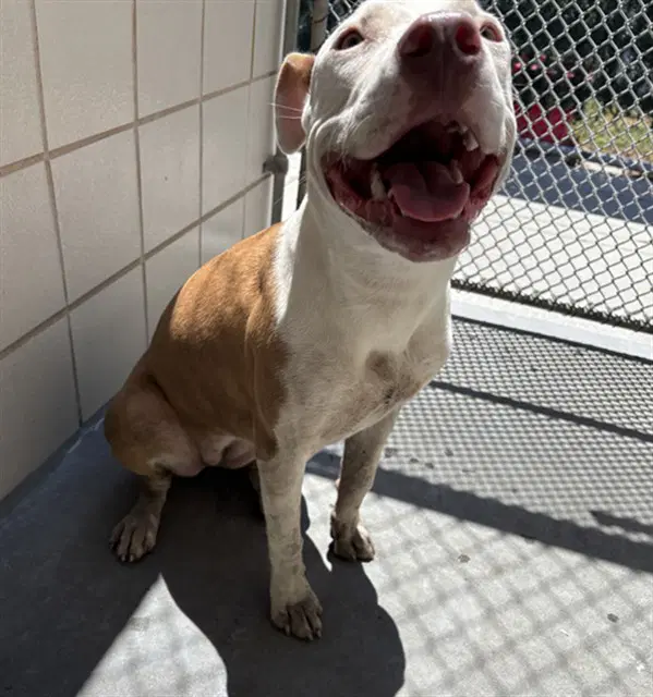 Viola - American Pit Bull Terrier