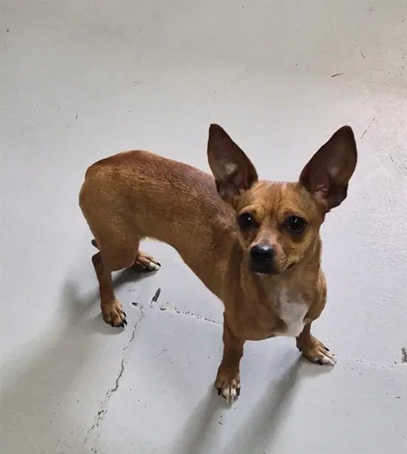 Shorty - Chihuahua