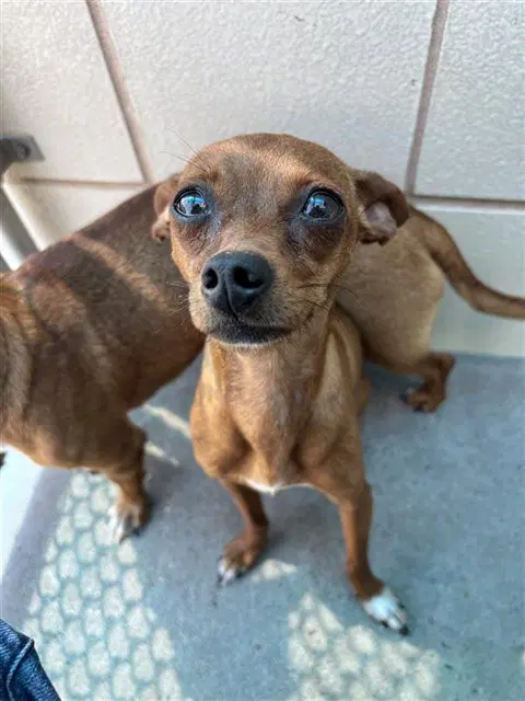 Tally - Chihuahua