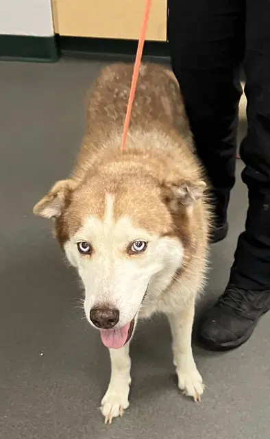 Lady Anne - Husky