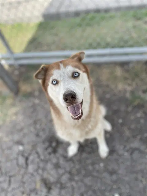 Lady Anne - Husky